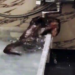 Cette loutre prend une douche... sous le robinet