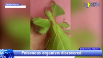 Be aware: Viral Video of Insects that go into the stomach | Green leafy Insects