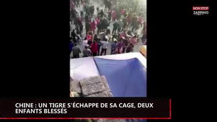 Chine : Un tigre s'échappe de sa cage, deux enfants blessés (vidéo)