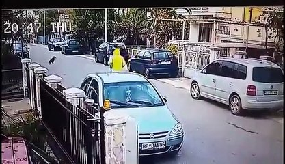 Un chien errant protège une femme dun vol à l'arraché au Monténégro