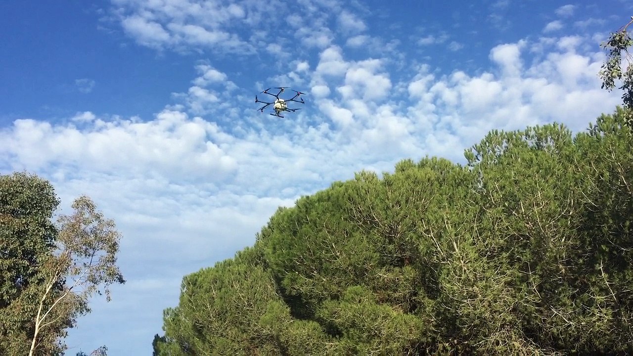Cannes expérimente un traitement contre les chenilles processionnaires à l'aide d'un drone