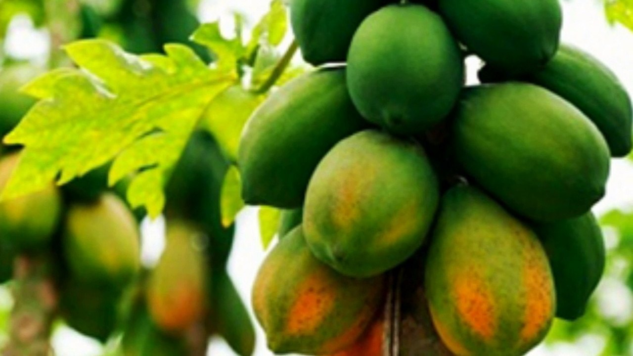 uses from nature