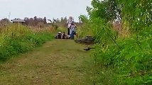 Un alligator géant sort de derrière les arbustes