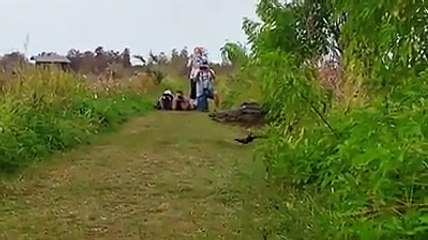 Un alligator géant sort de derrière les arbustes