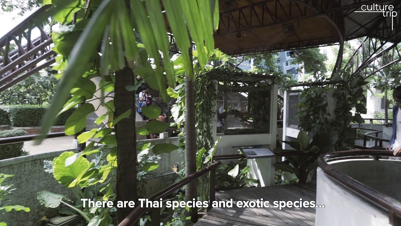 Explore Bangkok's Snake Farm