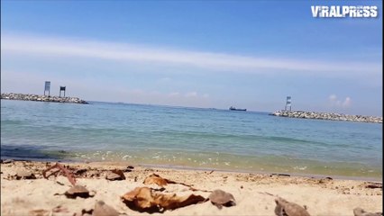 Newborn Turtles Released Into Sea