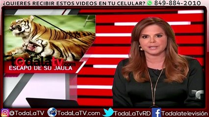 Tigre escapa de jaula durante función de circo-Al Rojo Vivo-Video