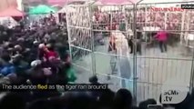 Un tigre s'échappe de sa cage en plein numéro de cirque et sème la panique !