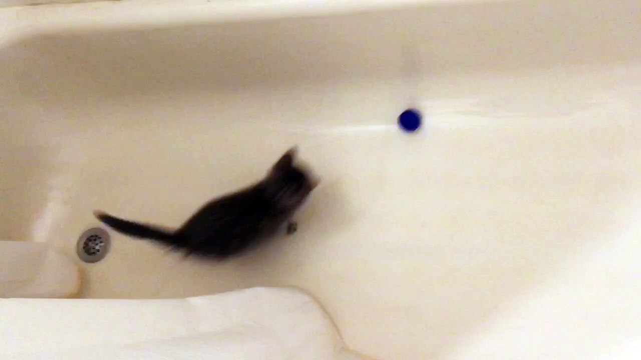 Hold my catnip while I lose my mind in the bathtub