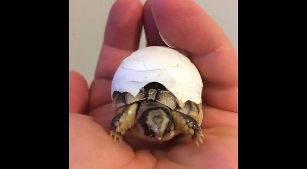 Ce bébé tortue n'arrive pas à retirer sa coquil...
