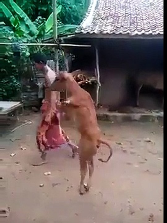 Video of calf walking on two legs