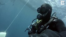 I fin-k you’re jaws-some! Heart stopping moment curious shark gives diver kiss in once in a lifetime footage