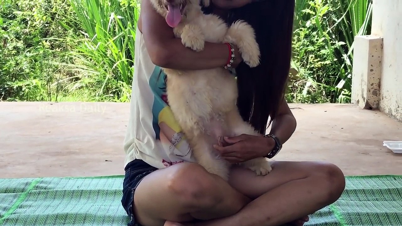 Top Smart and cute dog videos - Beautiful girl playing and give food to puppies