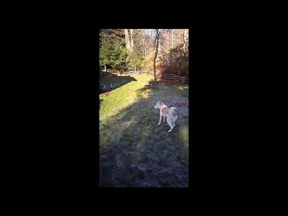 Cute Dog Struggles to Grab Ball