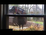 Random Turkey Repeatedly Knocks on Man's Window