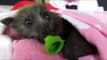 Sanctuary Keeps Rescued Baby Bats Cuddled Up in One Big Blanket