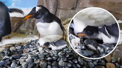 [영상] '국내 희귀' 남극 젠투펭귄, 새끼 첫 부화 / YTN