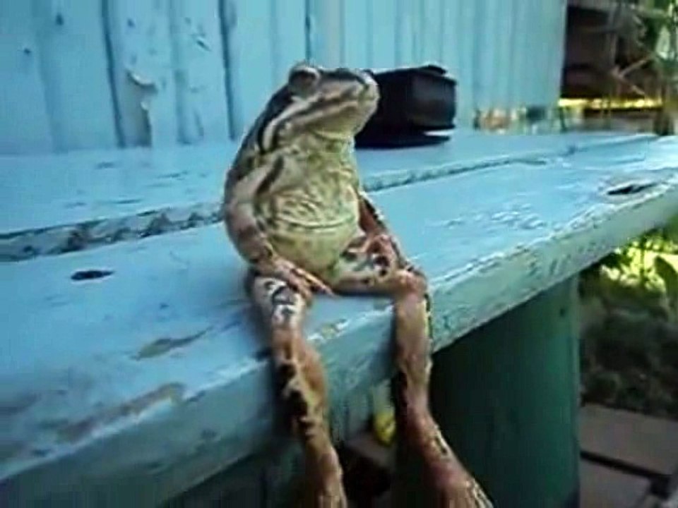 A Frog Sitting on a Bench Like a Human