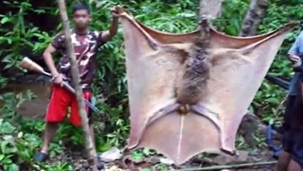 ΜΥΣΤΗΡΙΩΔΗΣ ΓΙΓΑΝΤΙΑΙΑ ΝΥΧΤΕΡΙΔΑ ΕΝΤΟΠΙΣΤΗΚΕ ΣΕ ΖΟΥΓΚΛΑ!!!