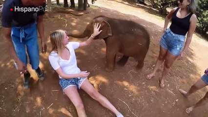 Bebé elefante se comporta como un perrito ante los mimos de los turistas