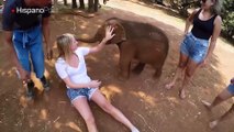 Bebé elefante se comporta como un perrito ante los mimos de los turistas