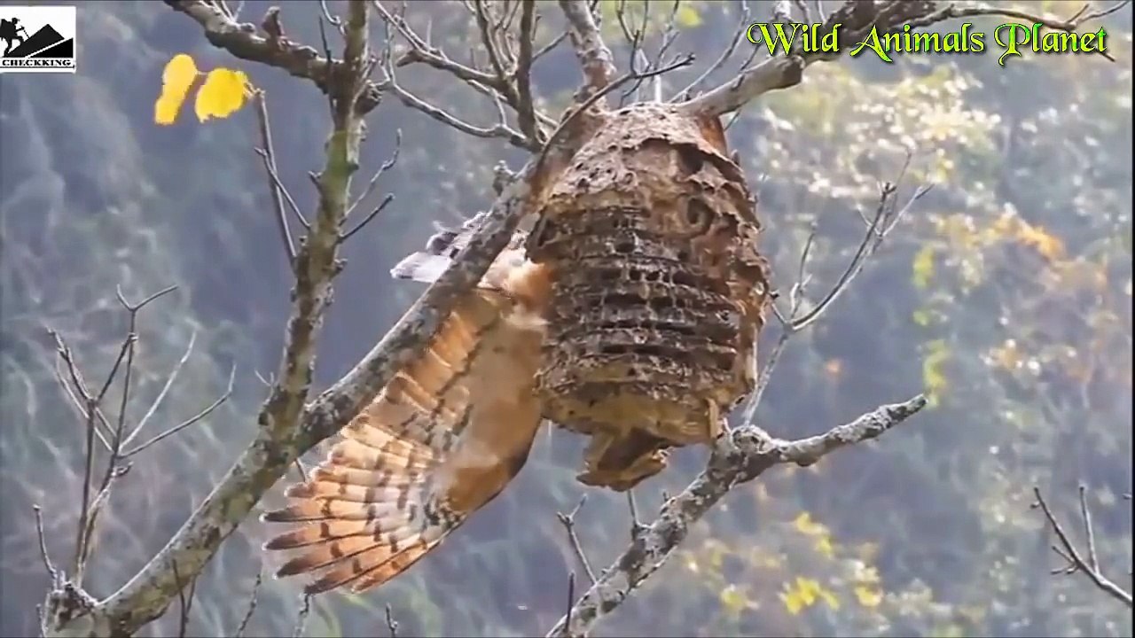 Incredible Eagle vs Monkey vs Otter vs Mongoose...