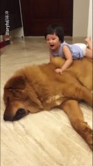 Beba se igrala sa džinovskim psom, ali niko nije očekivao da će OVAKO odreagovati!