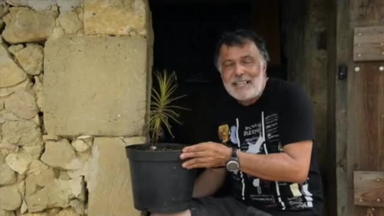 Droles de carnivores (3eme épisode) Roridula Gorgonias naturetpaysages