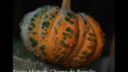 Xavier Mathias aime ses courges - 3