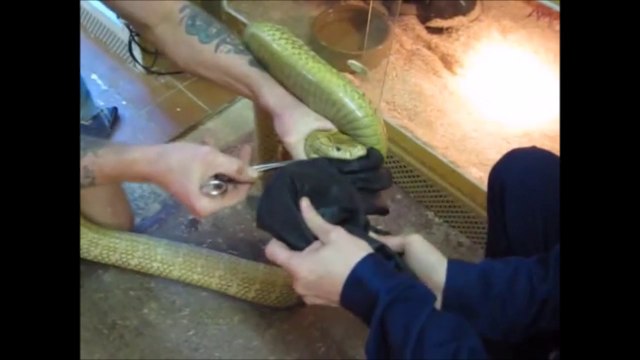 Ces 2 hommes testent l'efficacité d'un gant anti-venin contre les morsures de serpents