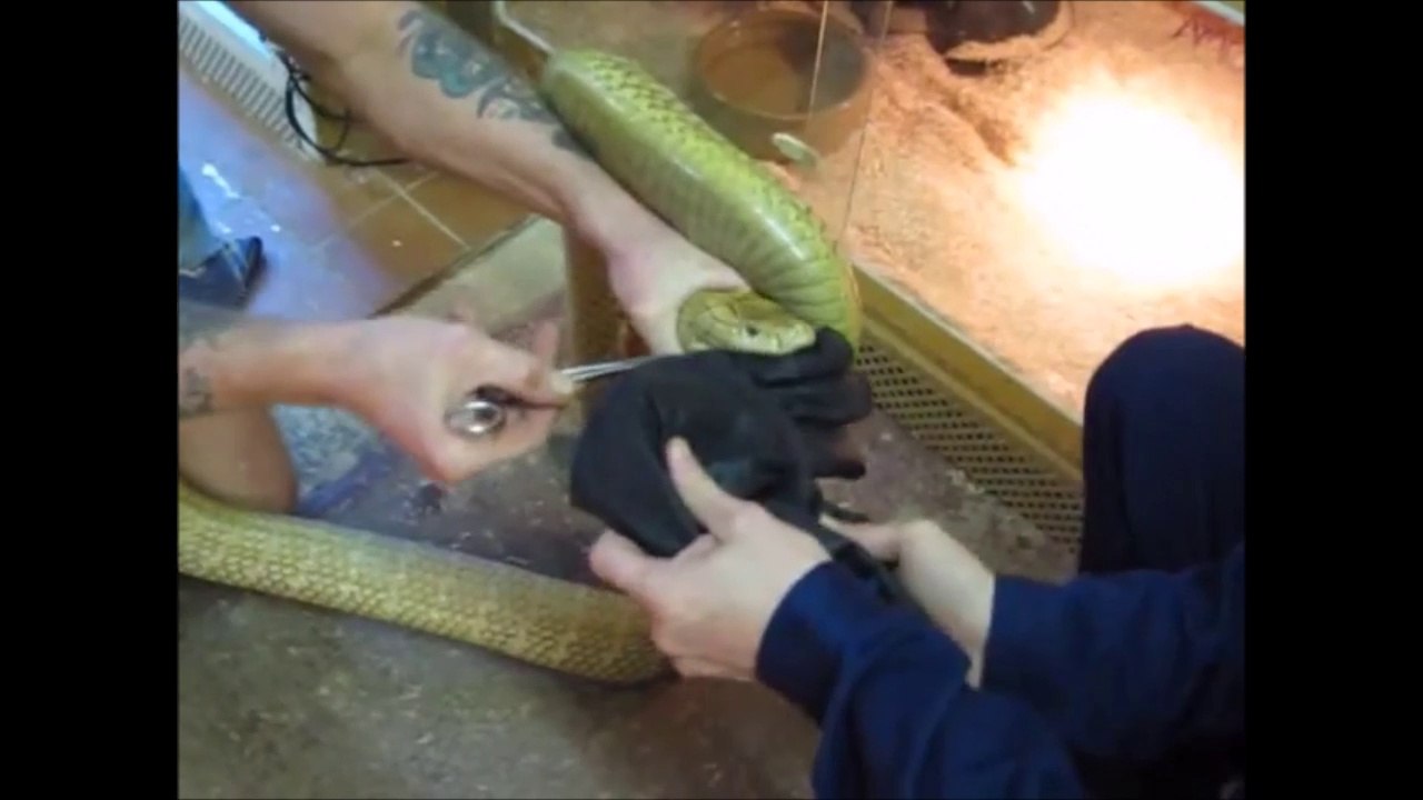 Ces 2 hommes testent l'efficacité d'un gant anti-venin contre les morsures de serpents