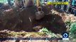 Elephant pulled from mud in MAMMOTH rescue operation