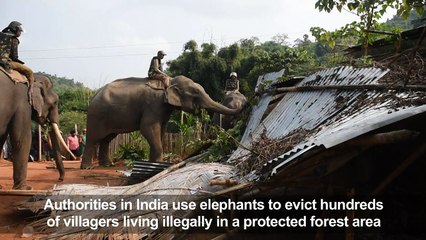 Indian police use elephants to evict illegal settlers
