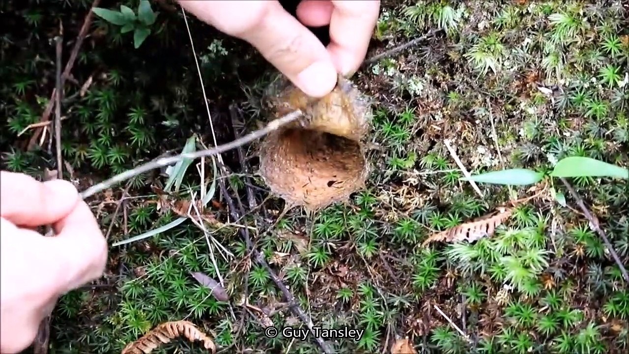 Une incroyable arraignée
