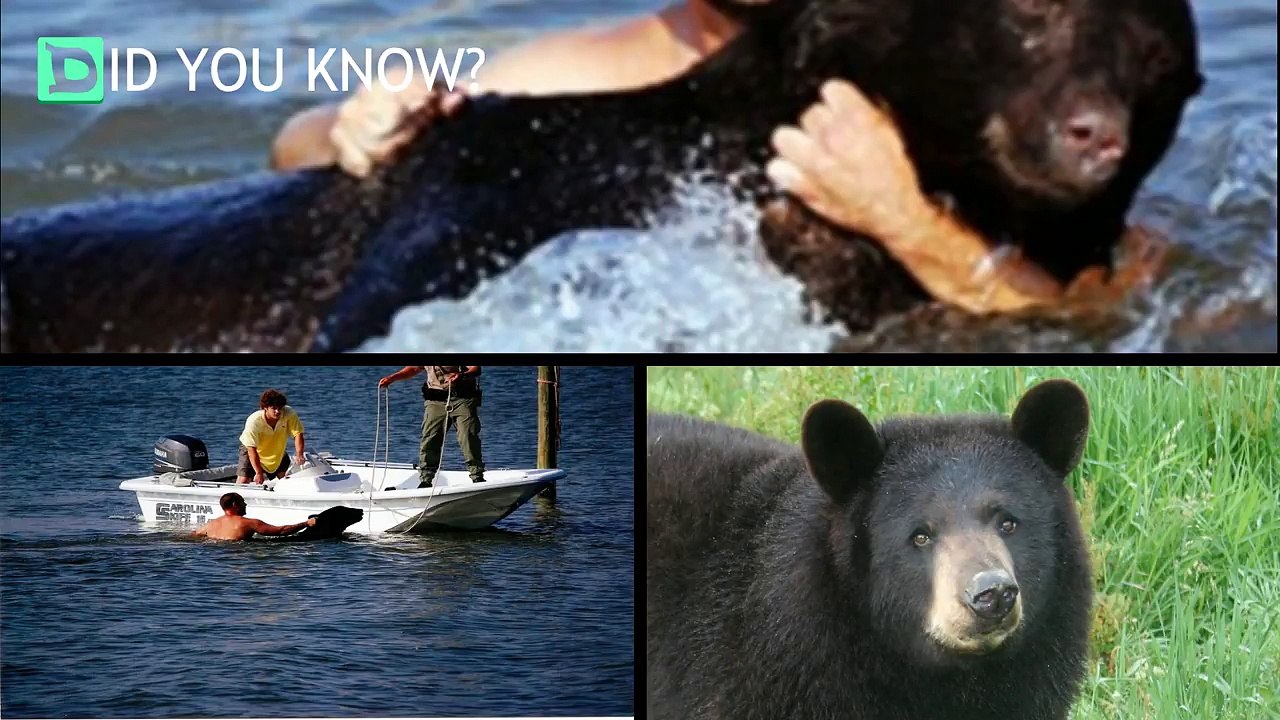 This Bear Was Drowning In The Ocean. You Won’t Believe What This Guy Did About It.