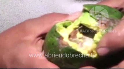 PRODUCCIÓN DE AGUACATES