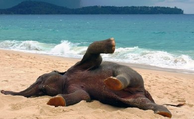 O Lado Encantador Do Elefante - Para Pais E Filhos