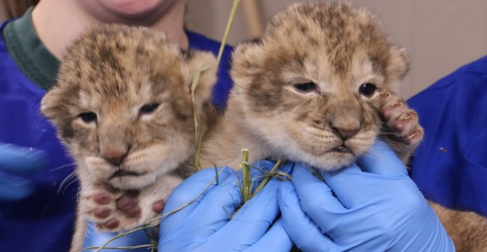 Lioness Neema Gives Birth to Cubs at Des Moines' Blank Park Zoo