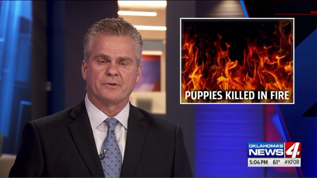 Space Heater Blamed for Fire That Killed 5 Puppies