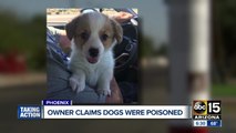 Valley homeowner claims dogs were poisoned