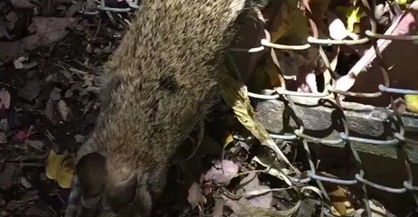 Maryland Police Free Lucky Rabbit's Feet From Fence in Aberdeen