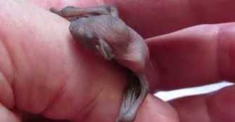 Tiny Microbat Has a Bad Case of the Hiccups