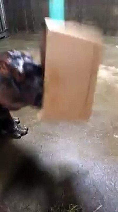 Fiona the Hippo Cardboard Box