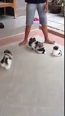 Có ai thích 1 em Pet nay không
