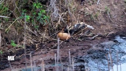 Angry hippo crushes antelope