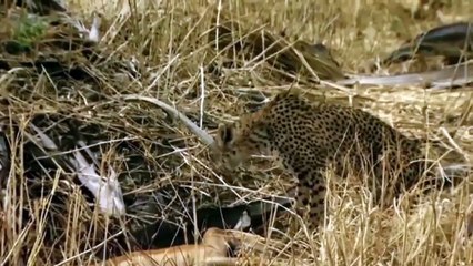 Baboons help the deer escape from the claws of the cheetah