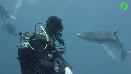Un bisous de requin... Adorable