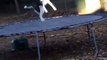 Elle surprend son chien en train de sauter sur le trampoline