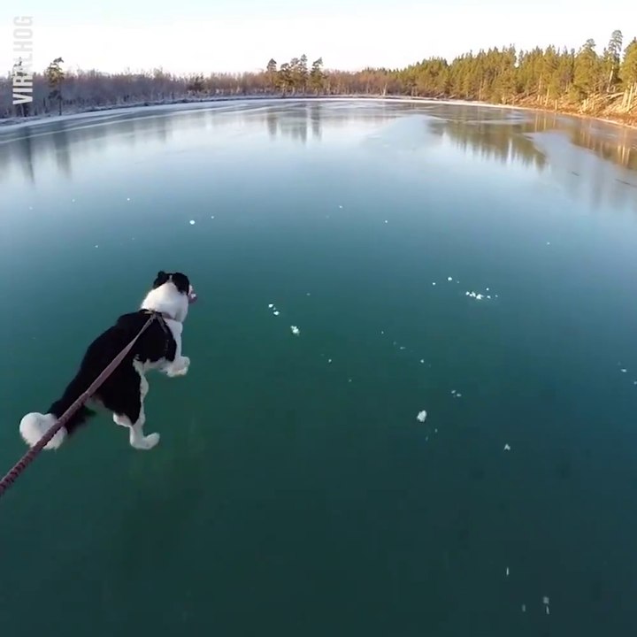 Il se balade avec son chien sur un lac gelé completement transparent... Magnifique