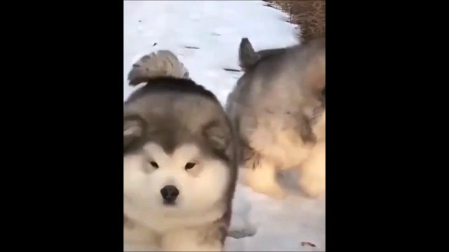 Ces 2 chiens ressemblent à de grosses peluches... Adorable